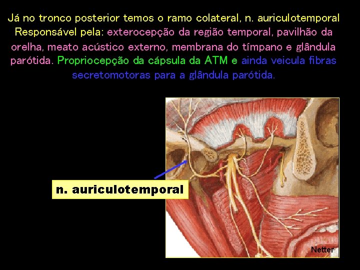 Já no tronco posterior temos o ramo colateral, n. auriculotemporal Responsável pela: exterocepção da