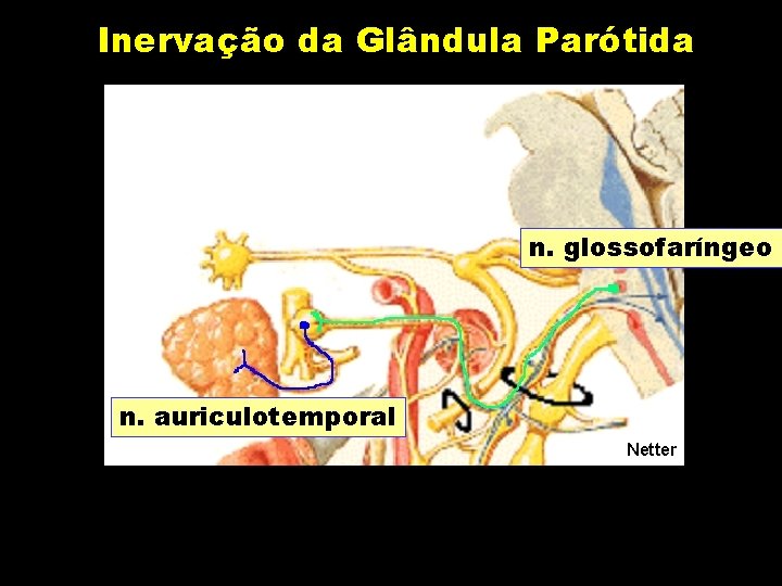 Inervação da Glândula Parótida n. glossofaríngeo n. auriculotemporal Netter 