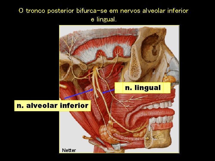 O tronco posterior bifurca-se em nervos alveolar inferior e lingual. n. lingual n. alveolar