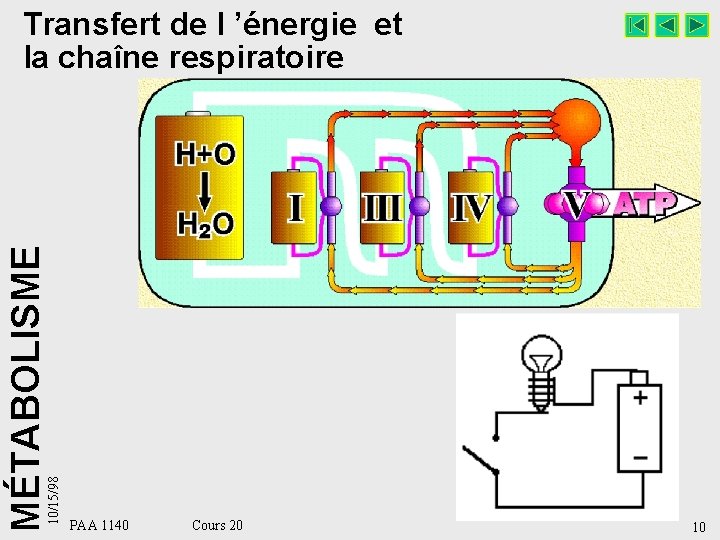 10/15/98 MÉTABOLISME Transfert de l ’énergie et la chaîne respiratoire PAA 1140 Cours 20