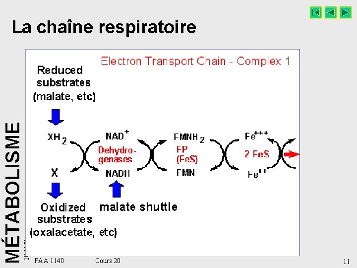 10/15/98 MÉTABOLISME La chaîne respiratoire PAA 1140 Cours 20 11 