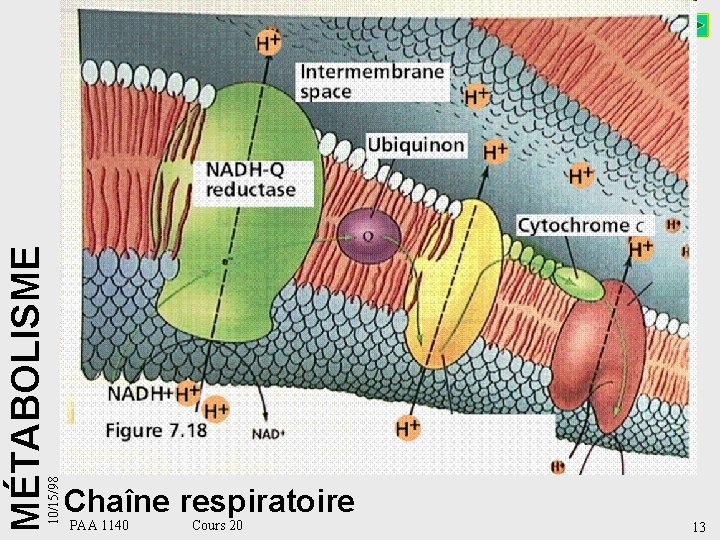 10/15/98 MÉTABOLISME Chaîne respiratoire PAA 1140 Cours 20 13 