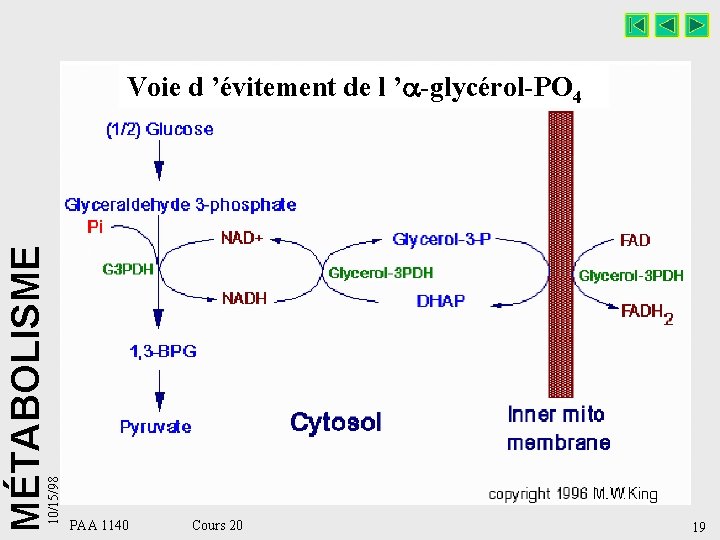 10/15/98 MÉTABOLISME Voie d ’évitement de l ’ -glycérol-PO 4 PAA 1140 Cours 20