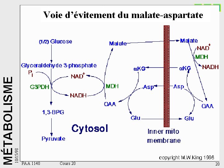 10/15/98 MÉTABOLISME Voie d’évitement du malate-aspartate PAA 1140 Cours 20 20 