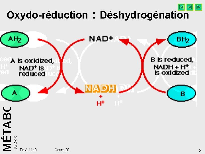 10/15/98 MÉTABOLISME Oxydo-réduction : Déshydrogénation PAA 1140 Cours 20 5 