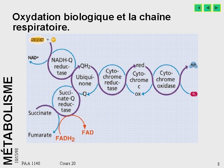 10/15/98 MÉTABOLISME Oxydation biologique et la chaîne respiratoire. PAA 1140 Cours 20 8 