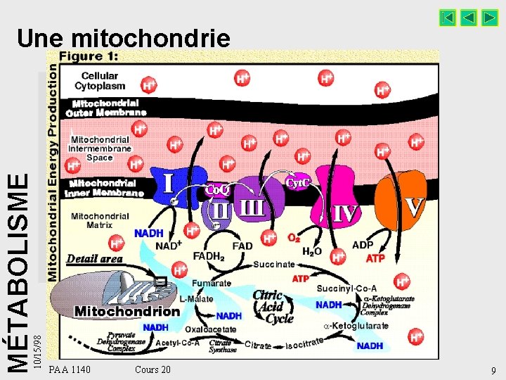 10/15/98 MÉTABOLISME Une mitochondrie PAA 1140 Cours 20 9 