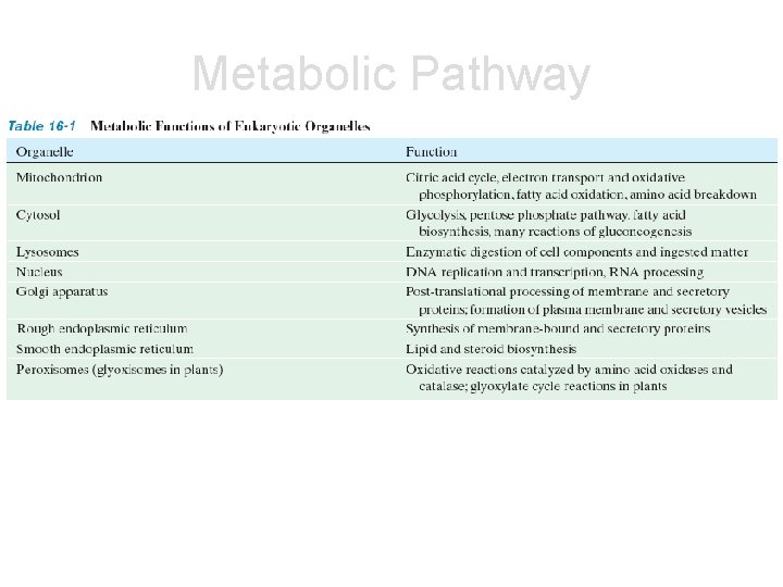 Metabolic Pathway 