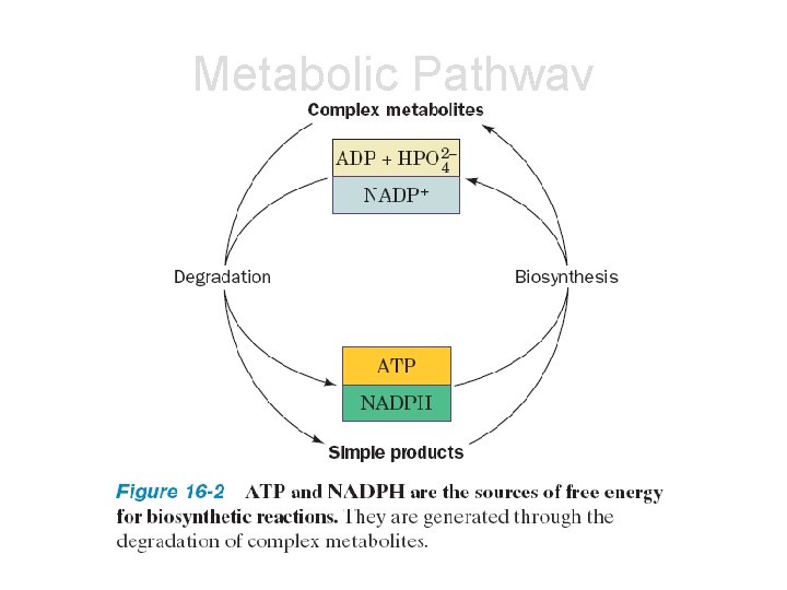 Metabolic Pathway 
