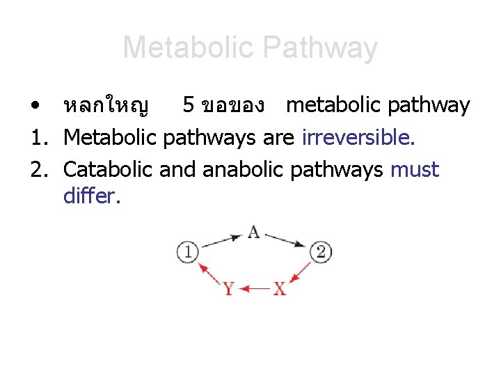 Metabolic Pathway • หลกใหญ 5 ขอของ metabolic pathway 1. Metabolic pathways are irreversible. 2.