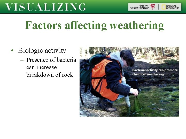 Factors affecting weathering • Biologic activity – Presence of bacteria can increase breakdown of