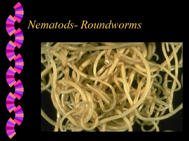 Nematods- Roundworms 