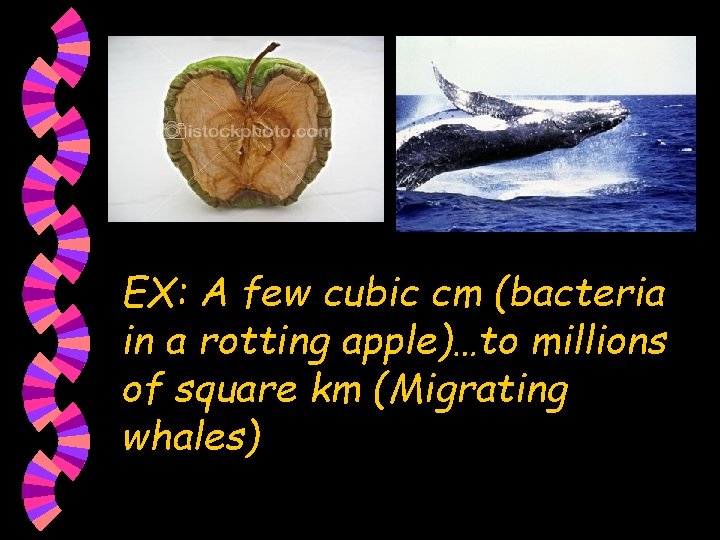EX: A few cubic cm (bacteria in a rotting apple)…to millions of square km