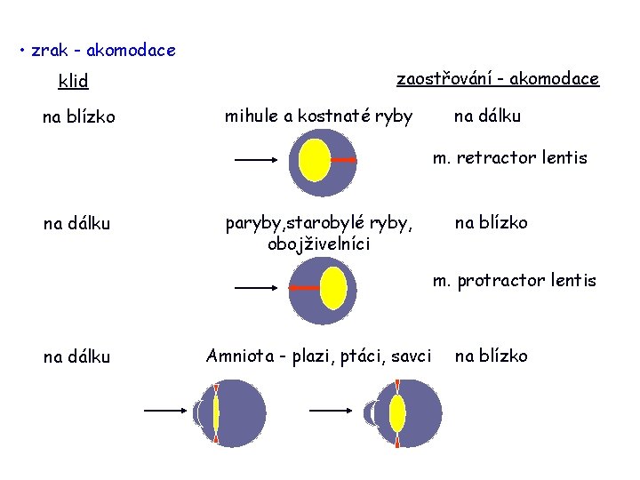  • zrak - akomodace klid na blízko zaostřování - akomodace mihule a kostnaté