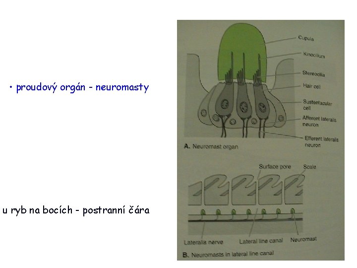  • proudový orgán - neuromasty u ryb na bocích - postranní čára 