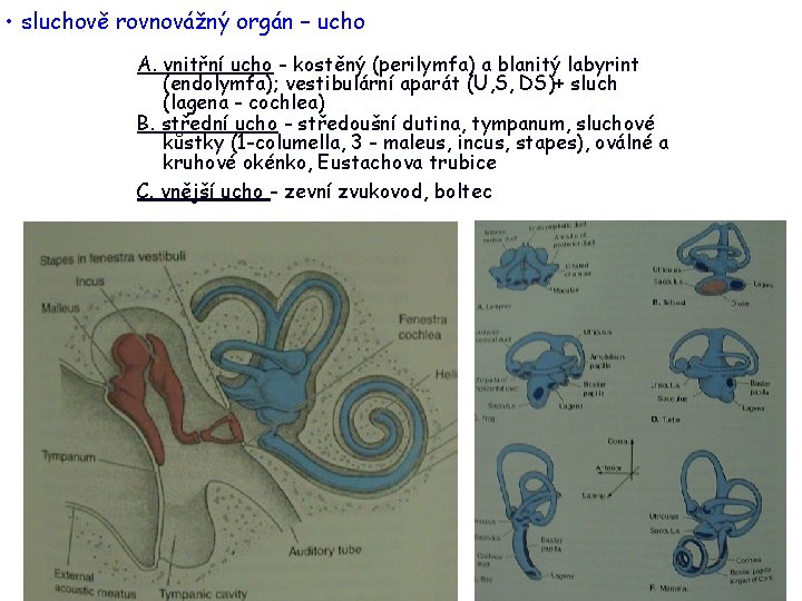  • sluchově rovnovážný orgán – ucho A. vnitřní ucho - kostěný (perilymfa) a