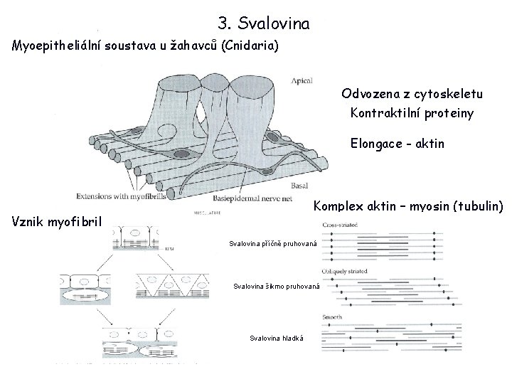 3. Svalovina Myoepitheliální soustava u žahavců (Cnidaria) Odvozena z cytoskeletu Kontraktilní proteiny Elongace -