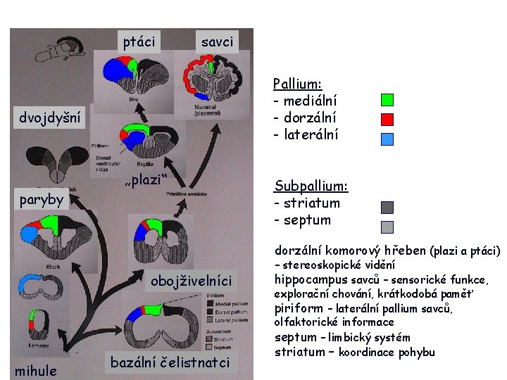 ptáci savci Pallium: - mediální - dorzální - laterální dvojdyšní „plazi“ paryby Subpallium: -