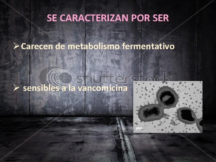 SE CARACTERIZAN POR SER Ø Carecen de metabolismo fermentativo Ø sensibles a la vancomicina