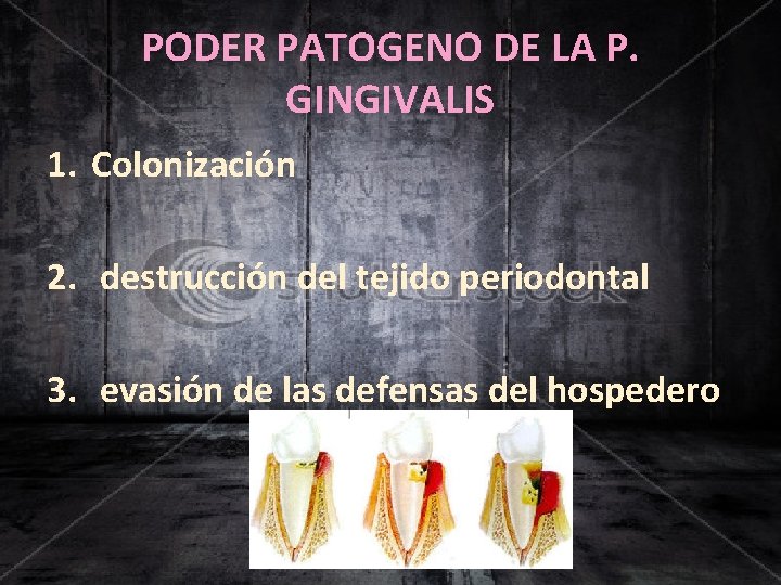 PODER PATOGENO DE LA P. GINGIVALIS 1. Colonización 2. destrucción del tejido periodontal 3.