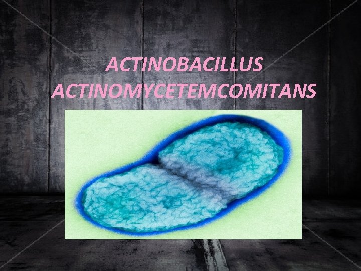 ACTINOBACILLUS ACTINOMYCETEMCOMITANS 