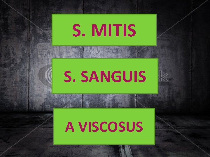 S. MITIS S. SANGUIS A VISCOSUS 