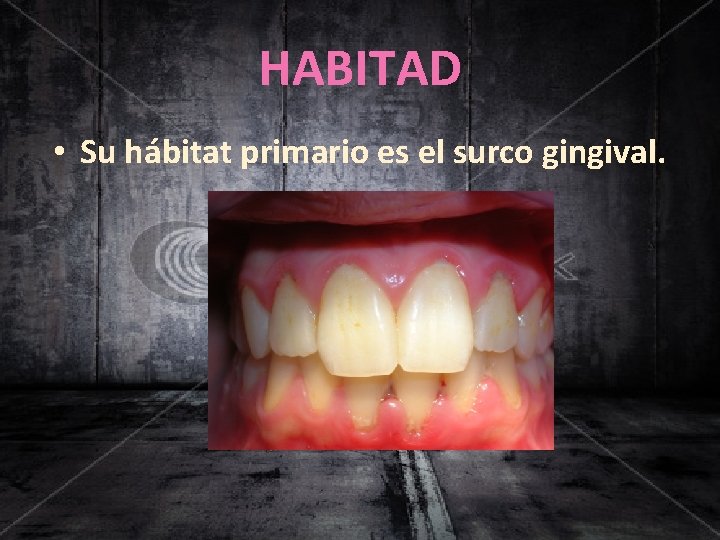 HABITAD • Su hábitat primario es el surco gingival. 