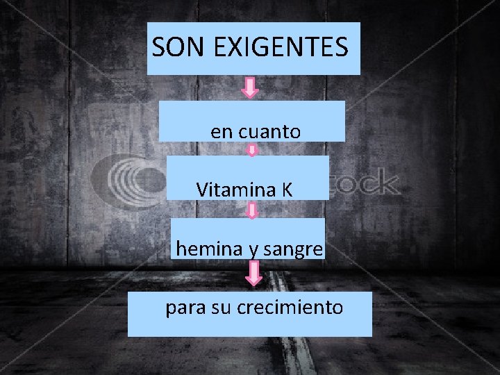 SON EXIGENTES en cuanto Vitamina K hemina y sangre para su crecimiento 