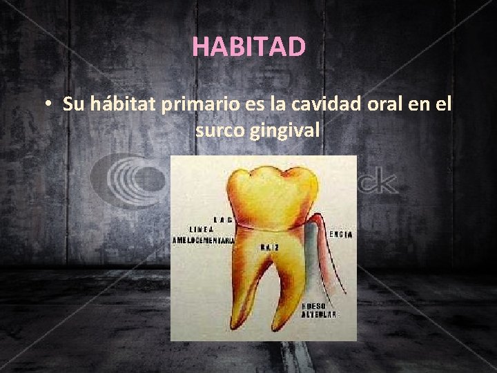 HABITAD • Su hábitat primario es la cavidad oral en el surco gingival 