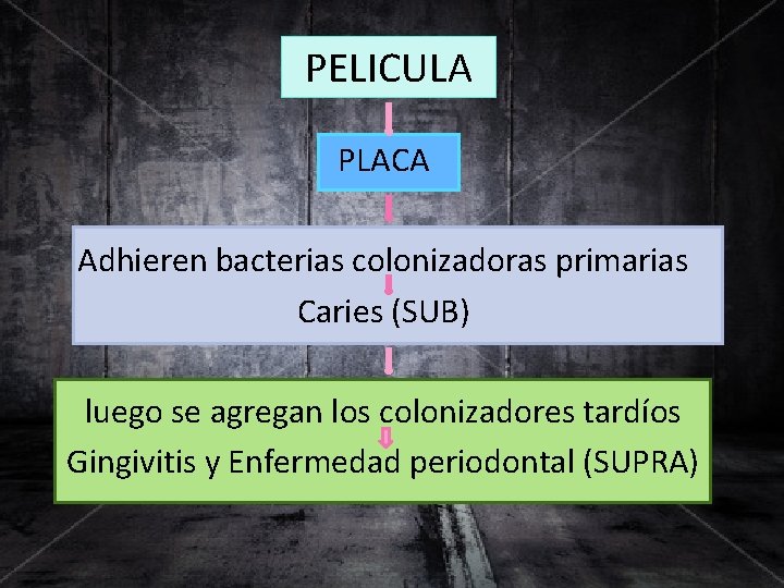 PELICULA PLACA Adhieren bacterias colonizadoras primarias Caries (SUB) luego se agregan los colonizadores tardíos