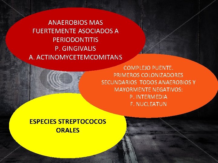 ANAEROBIOS MAS FUERTEMENTE ASOCIADOS A PERIODONTITIS P. GINGIVALIS A. ACTINOMYCETEMCOMITANS COMPLEJO PUENTE. PRIMEROS COLONIZADORES