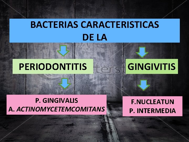 BACTERIAS CARACTERISTICAS DE LA PERIODONTITIS P. GINGIVALIS A. ACTINOMYCETEMCOMITANS GINGIVITIS F. NUCLEATUN P. INTERMEDIA
