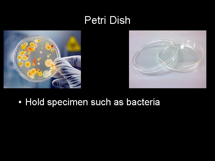 Petri Dish • Hold specimen such as bacteria 