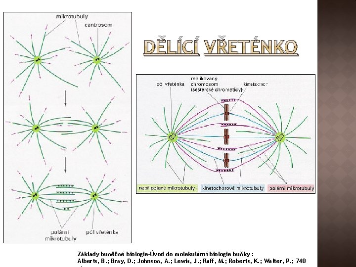DĚLÍCÍ VŘETÉNKO Základy buněčné biologie-Úvod do molekulární biologie buňky : Alberts, B. ; Bray,