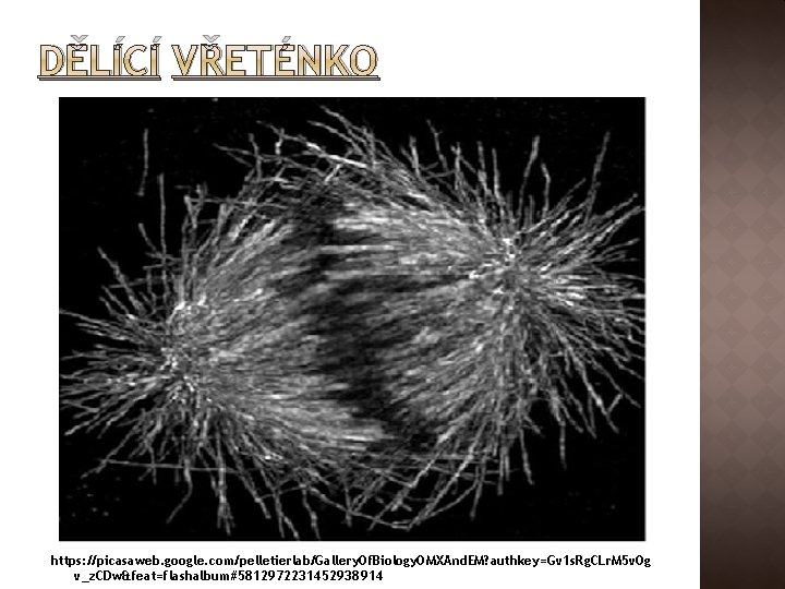 DĚLÍCÍ VŘETÉNKO https: //picasaweb. google. com/pelletierlab/Gallery. Of. Biology. OMXAnd. EM? authkey=Gv 1 s. Rg.