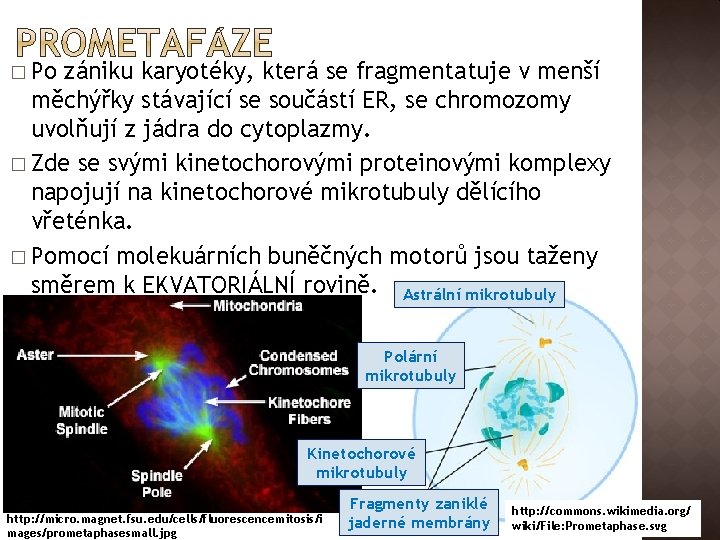 � Po zániku karyotéky, která se fragmentatuje v menší měchýřky stávající se součástí ER,