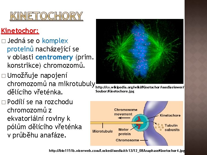 KINETOCHORY Kinetochor: � Jedná se o komplex proteinů nacházející se v oblasti centromery (prim.