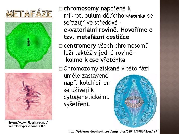 METAFÁZE � chromosomy napojené k mikrotubulům dělícího vřeténka se seřazují ve středové ekvatoriální rovině.