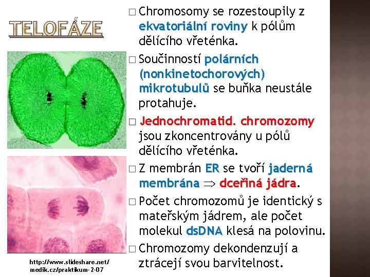 TELOFÁZE http: //www. slideshare. net/ medik. cz/praktikum-2 -07 � Chromosomy se rozestoupily z ekvatoriální