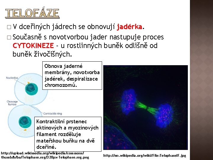 TELOFÁZE �V dceřiných jádrech se obnovují jadérka � Současně s novotvorbou jader nastupuje proces