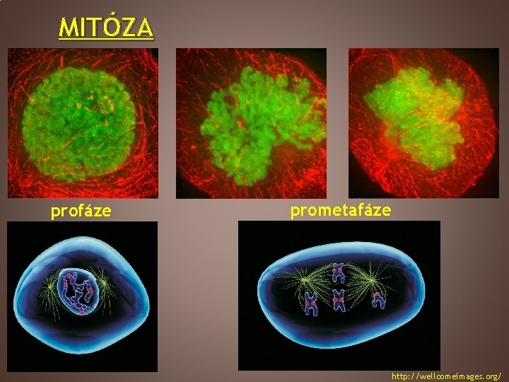 MITÓZA profáze prometafáze http: //wellcomeimages. org/ 