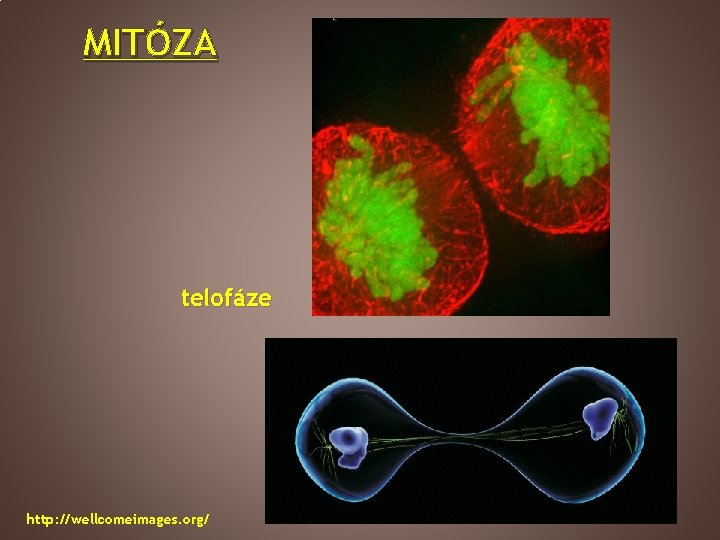 MITÓZA telofáze http: //wellcomeimages. org/ 