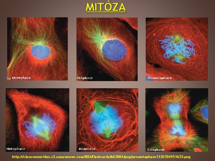 MITÓZA http: //classconnection. s 3. amazonaws. com/804/flashcards/662804/png/prometaphase 1320704951633. png 