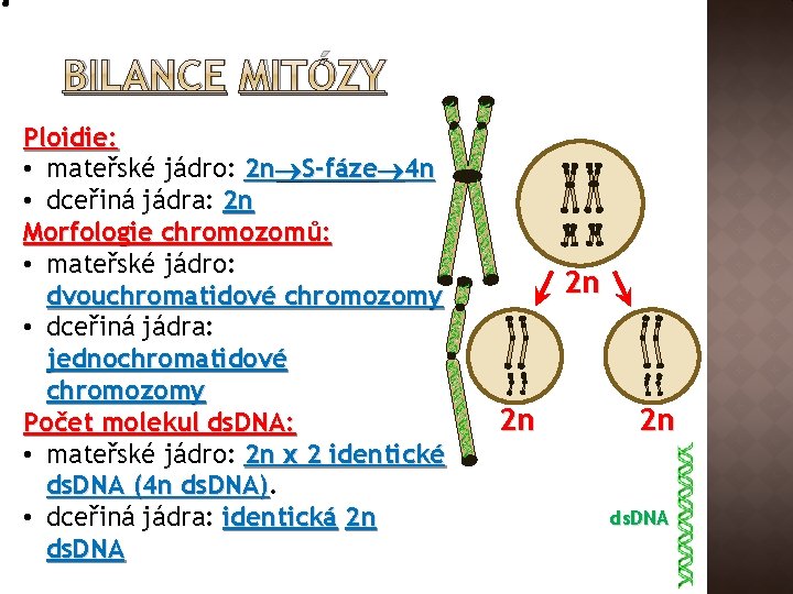 BILANCE MITÓZY Ploidie: • mateřské jádro: 2 n S-fáze 4 n • dceřiná jádra: