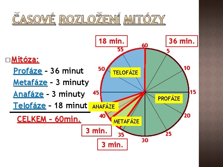 ČASOVÉ ROZLOŽENÍ MITÓZY 18 min. 55 60 36 min. 5 � Mitóza: Profáze –