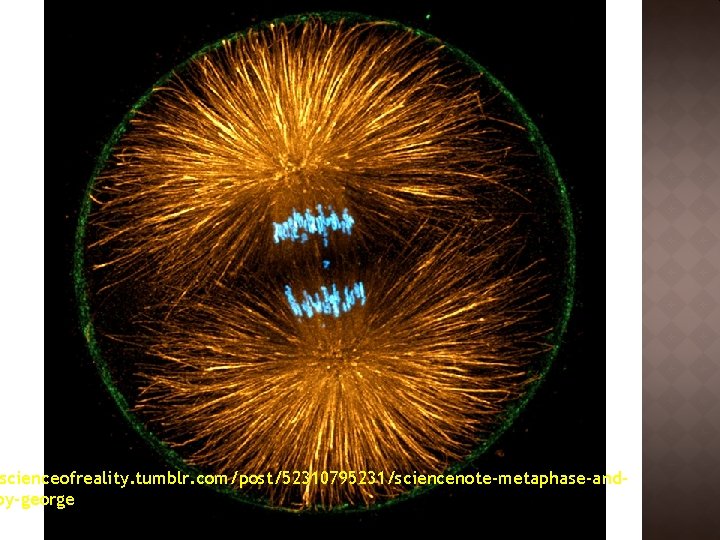 George von Dassow, University of Oregon � Po vstupu do anaphase, vřeténko reorganizuje dramaticky: