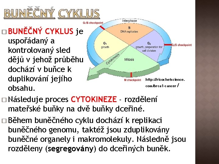 BUNĚČNÝ CYKLUS � BUNĚČNÝ CYKLUS je uspořádaný a kontrolovaný sled dějů v jehož průběhu