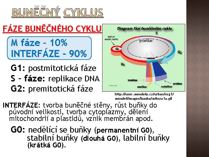 BUNĚČNÝ CYKLUS FÁZE BUNĚČNÉHO CYKLU M fáze – 10% INTERFÁZE - 90% G 1: