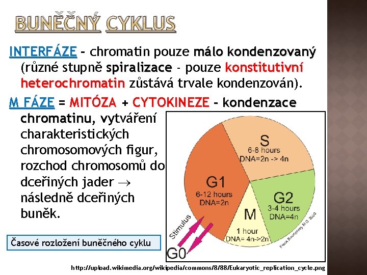 BUNĚČNÝ CYKLUS INTERFÁZE - chromatin pouze málo kondenzovaný (různé stupně spiralizace - pouze konstitutivní