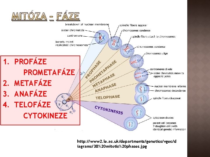 MITÓZA – FÁZE 1. PROFÁZE PROMETAFÁZE 2. METAFÁZE 3. ANAFÁZE 4. TELOFÁZE CYTOKINEZE http: